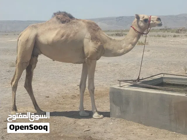 ناقه للبيع
