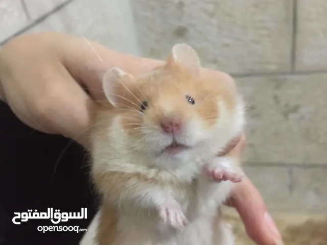 هامستر صغير واليف مع قفص جديد واكل