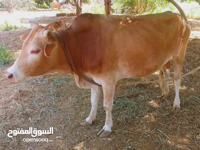 ثور عماني تربية مزرعه