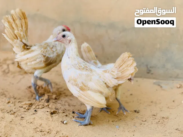 كوبيه سبرايت شاموا