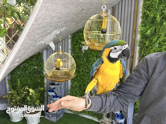 مكاو للبيع حلقه 24