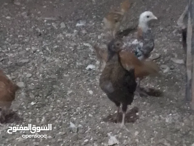 صوص عمر شهر بزره طيبه وفي منها لوهمن