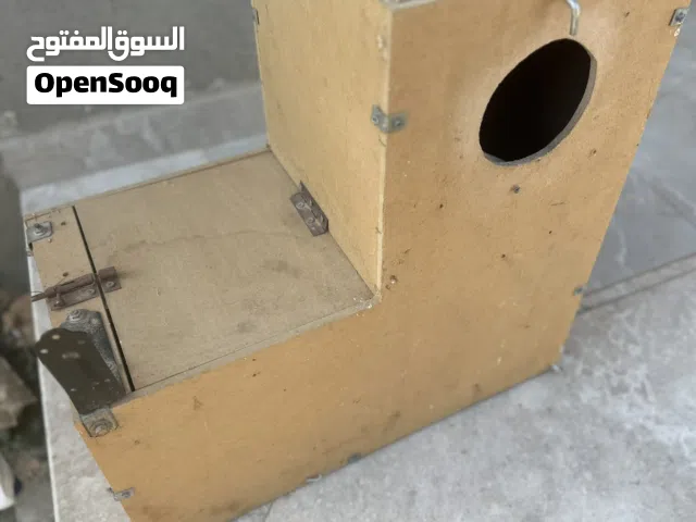 حضانة ببغاء زنجباري