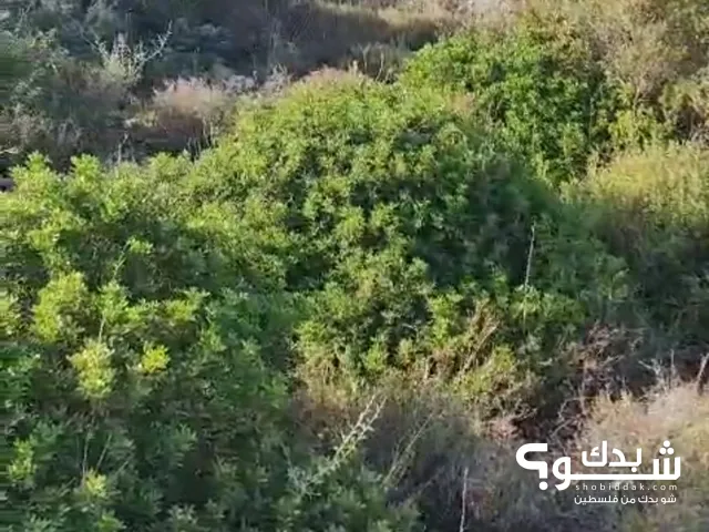 ارض للبيع في سلامته البيره المساحه 750 متر قطعه وقطعه 450 متر