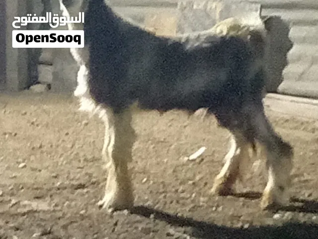 تيس من حلل الجبلي أموره طيبه وينفع زبح وفحل