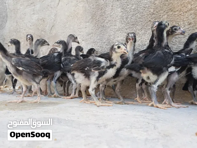صيصان باكستاني