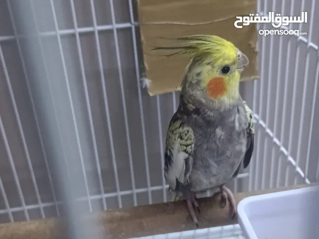 كروان للبيع