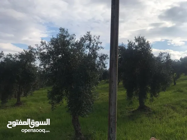 Farm Land for Sale in Jerash Unaybah