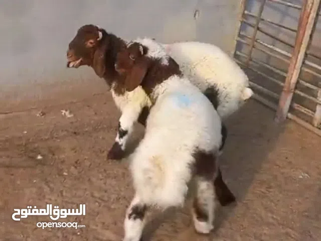 لدينا جميع انواع الذبايح مفطح قوايم ثلاجة قعدان أسعار مناسبة مع خدمة التوصيل والذبح مجانًا