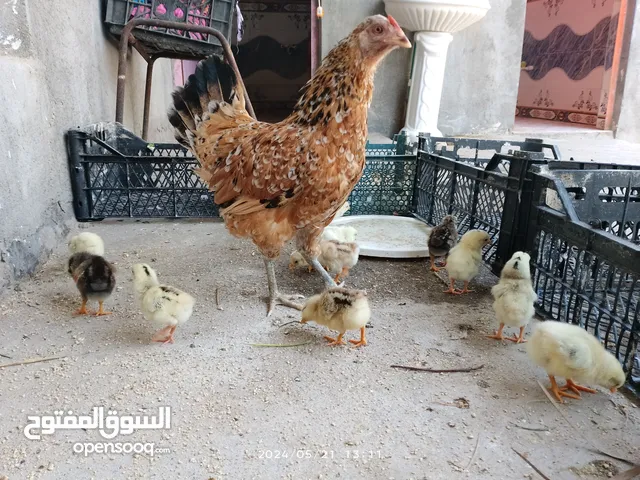 دجاجة عربية مع الافراخ عدد 11فرخ.العمر يومين