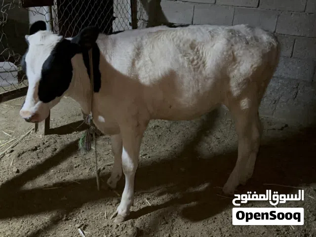 بجر حلوه ونوعية ارتفاع خمس بلوكات عمرها اكثر من 5 اشهر مال جني ورباط