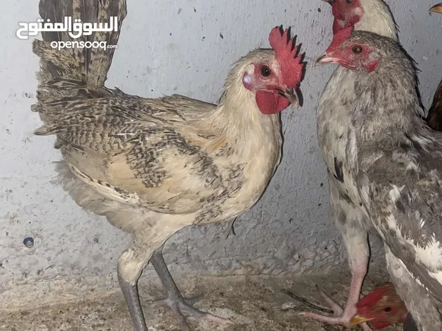 بسم الله الرحمن الرحيم، متاح 4 ديوك نخب اول بصلى على النبي ( المهتم يقرأ الوصف )