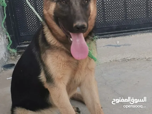 كلبة جيرمن عمرها 7 شهور للبيع