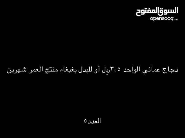 دجاج عماني عمره شهرين للبدل بغبغاء منتج أو للبيع