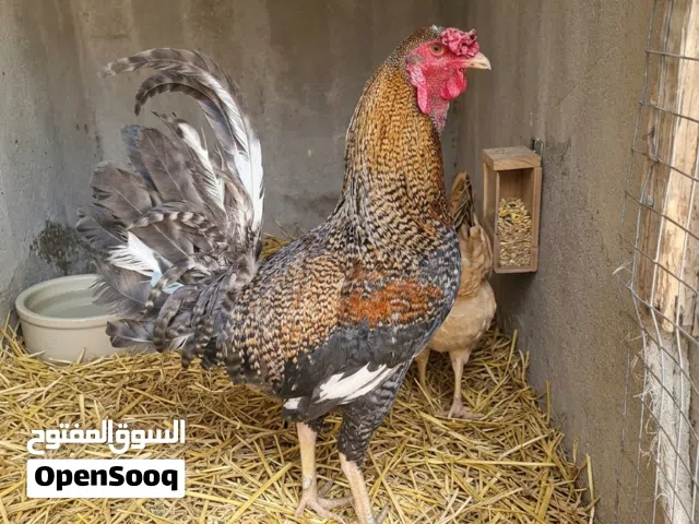 دجاجتين تركيات و ديج تركي