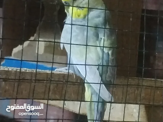 طيور حب او طيور باتجي هنه ولقفص كاملات