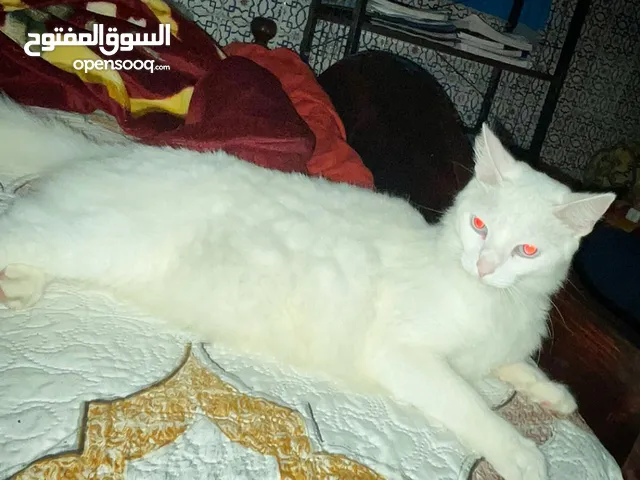 قطة أنغورا تركية عمرها سنتين للبيع (الرباط-سلا) تمن 2500درهم