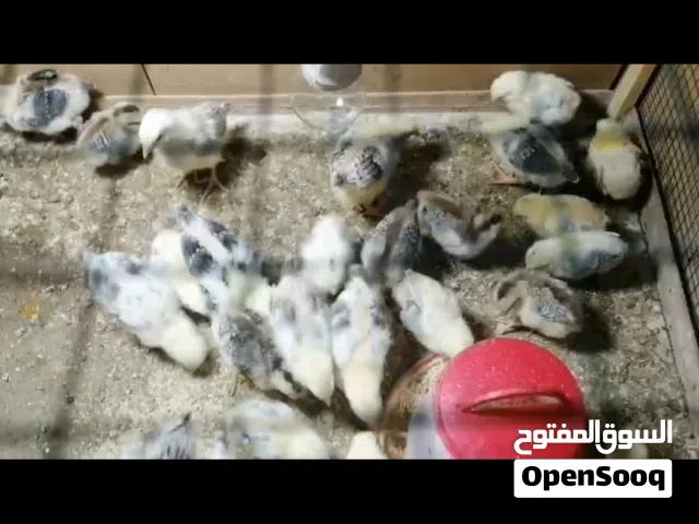 متاح افراخ دجاج