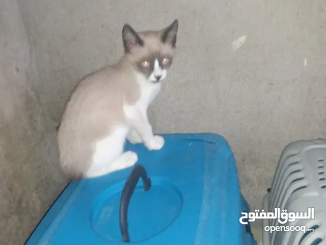 سيامي سنوشو