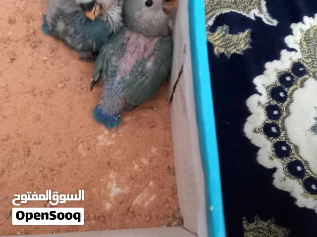 فرخين روز للترويض