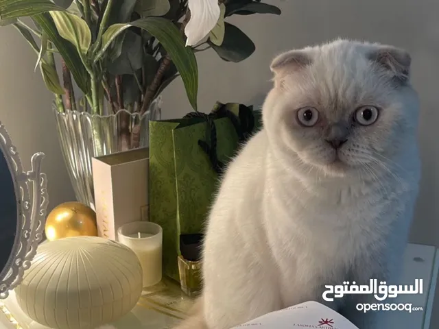 قطتين سكوتش فولد