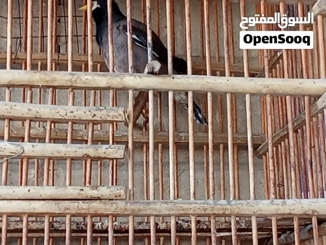 تك مينا حايله عمره 3 سنوات طيرة خشنة نضافة وصحة خير من الله
