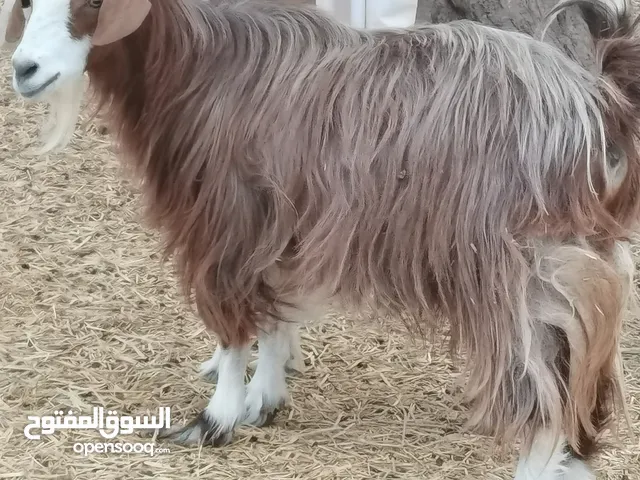 شاه من الحلال السعيدي للبيع