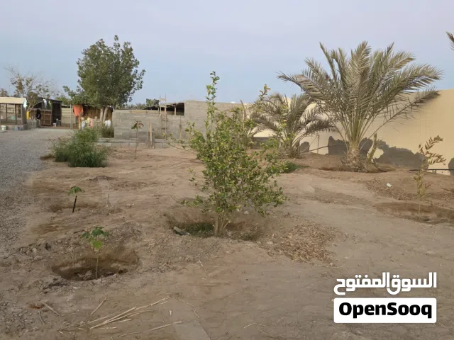 للبيع ارض زراعيه قائمه في السوادي