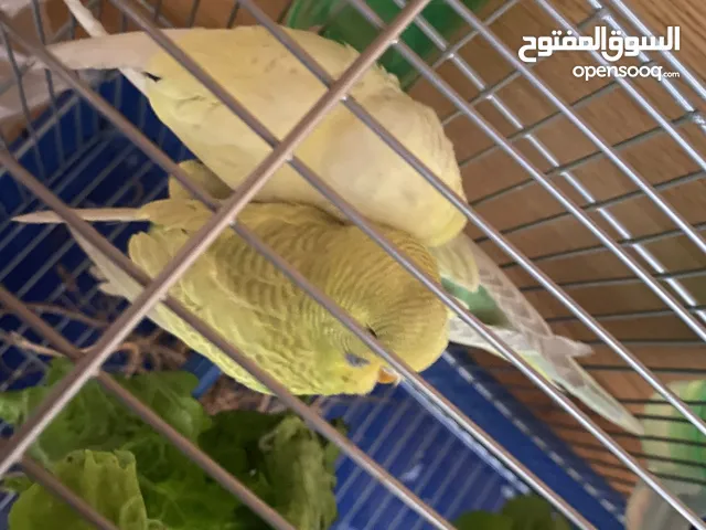 ثلاث عصافير حب للبيع