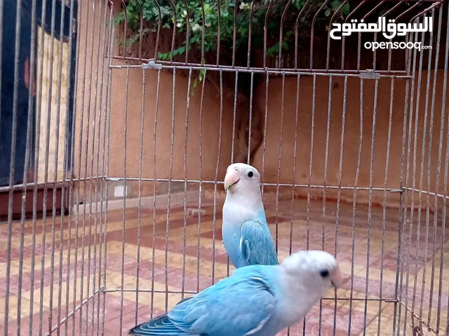 للبيع طيور