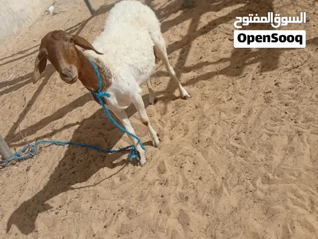 نعجه ربي يبارك سنه سداس