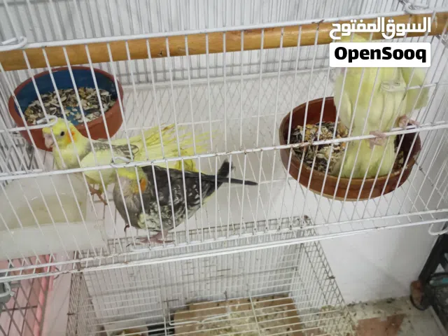 كوكتيل افراخ اليفات
