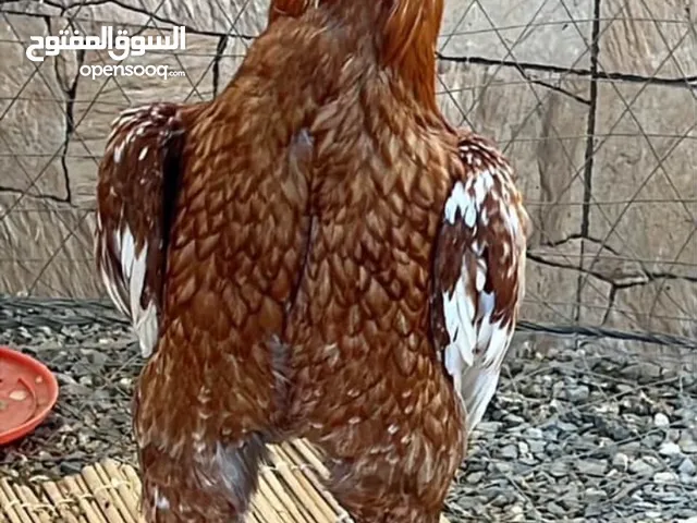 ديك باكستاني ميوالي العمر سنتين و شهرين مواصفات توب ملاحظه:التواصل على الواتساب فقط