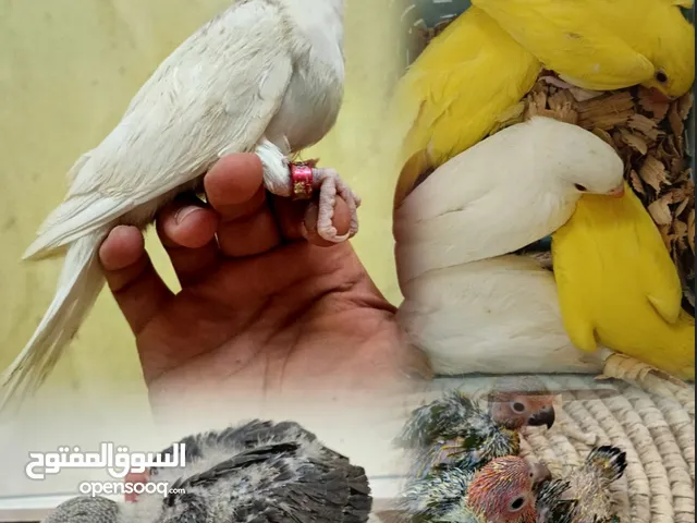 للبيع فروخ انتاج محميه ابو مروان اقرا الوصف