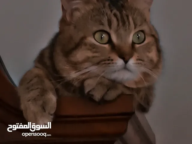 قط ذكر للتبني متطعمه و نضيفه و جميله عمره سنه و نص او اقل