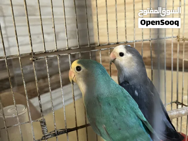 متوفر كوبيه للبيع