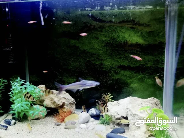 حوض سمك متوسط السعة 50 لتر مع ملحقاته