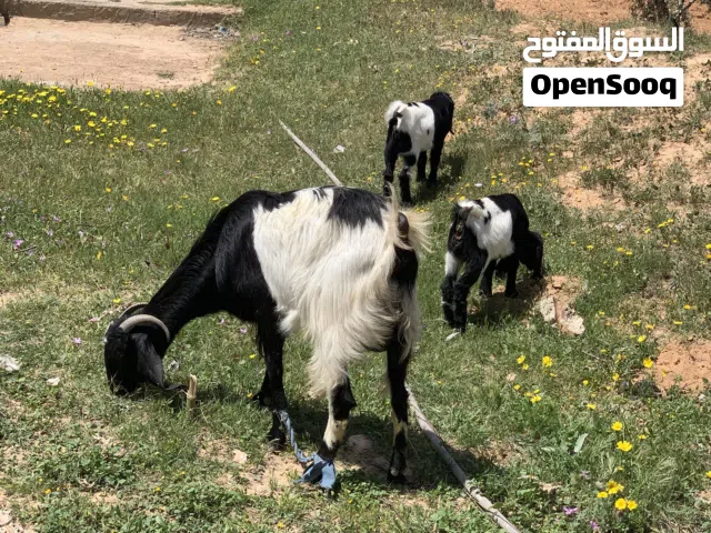 عنز للبيع تحتها زوز عنايق