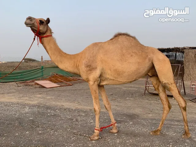 ناقه درعيه