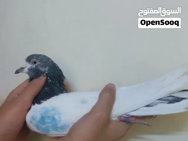 حمامه باكستانية مستوي فوق العالي ب 30 درهم