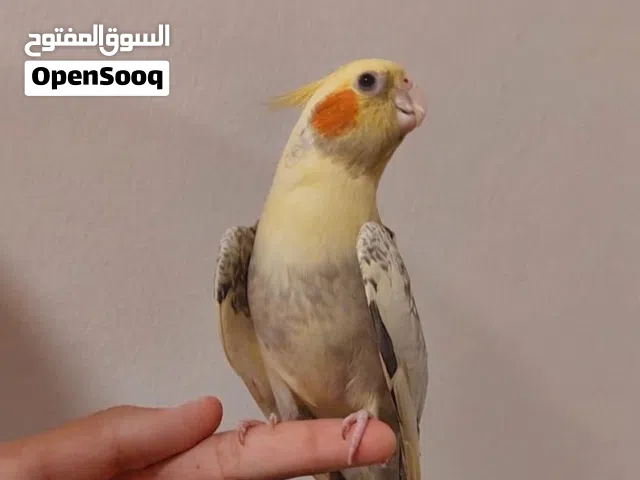 للبيع كروان بيرل ربوه مع الكل
