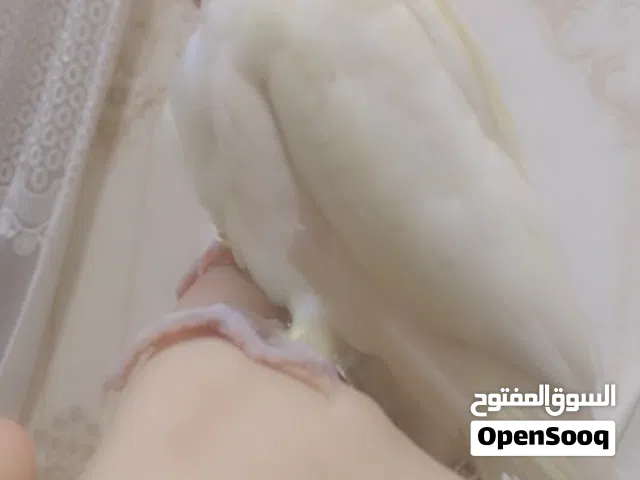 فرخ كوكتيل بدايه فطام للبيع