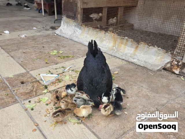 دجاجه عربيه سوده وراها 13 كتكوت  عرب اصلي