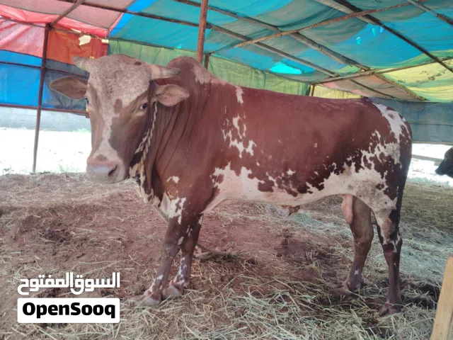 ثيران عمانية سمان للبيع تربية فالمزرعة المتبقي 2