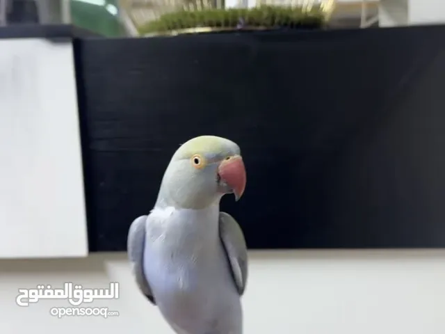 ببغاء دره تركواز اليف جدا ما بعض نهائيا متكلم كلام كثير وعندو الحان ونغمات كثييير ثوب كامل وحلو