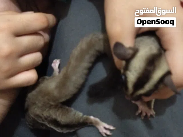 Sugar Gliders for Sale
