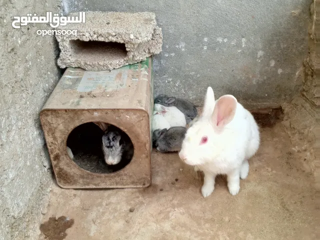 جوز ارانب معاه 5 فروخ