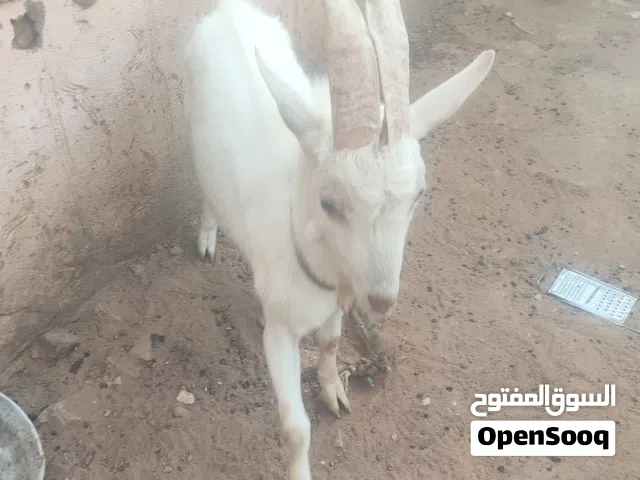 تيس جدع نسبة عاليه جدا ابوه مسجل امه نسبة عالية وحليب عالي
