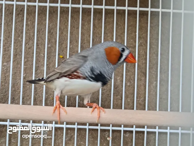 Zebra Finch ready to breed