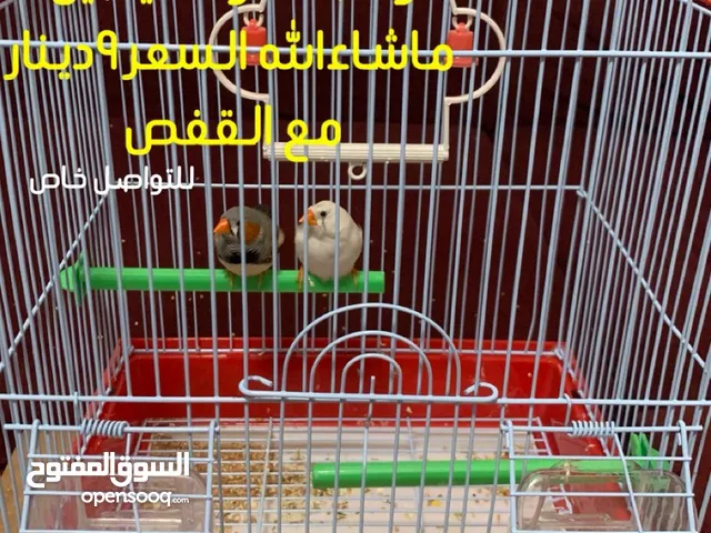 للبيع زوج زيبرا